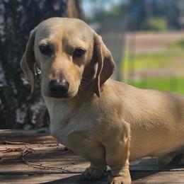 Duke - Dachshund