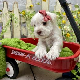 Miniature Schnauzer Puppies from Schnauzers on Robinson Lane