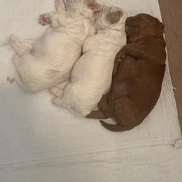 Maltipoo Puppies from Ollie-Pop Paws Breeding
