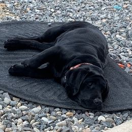 Labrador Retrievers from Mckenney Kennels