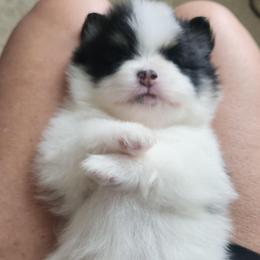 Hayden 3,500 dollars - Black and tan parti female Pomeranian puppy in Amelia, Ohio from Boujee Puff Poms