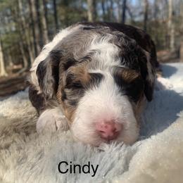 Cindy - Chocolate merle female Bernedoodle puppy in New Ringgold, Pennsylvania from Hawk Mountain Doodles