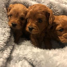 Cavapoo Puppies from Peach's Pittsburgh Cavapoos