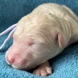 Miss Lavender Collat - Cream female Poodle puppy in Screven, Georgia from Dreamland Standard Poodles