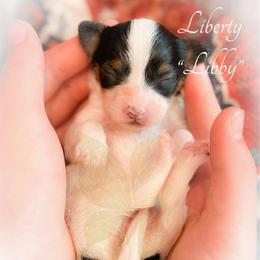 Liberty (Libby) - White black and tan female Papillon puppy in Coatesville, Indiana from Wendy’s Wings