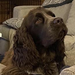 Jack - English Springer Spaniel
