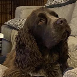 Jack - English Springer Spaniel