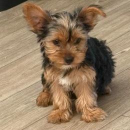 San San - Chocolate, tan and white female Yorkshire Terrier puppy in Jacksonville, Florida from Lake Shore Yorkies