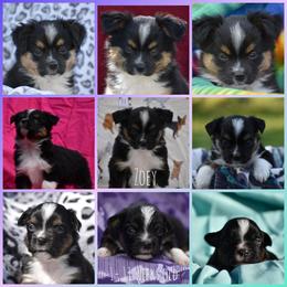 Miniature American Shepherd Puppies from Andaluz Mini American Shepherds
