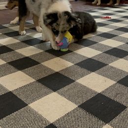Australian Shepherd and Miniature Australian Shepherd Puppies from Wiggle Creek Aussies