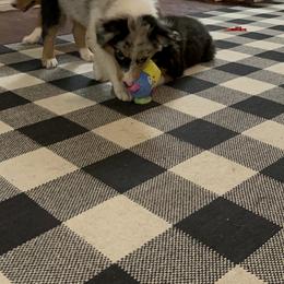 Australian Shepherd and Miniature Australian Shepherd Puppies from Wiggle Creek Aussies