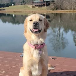 Bailey - Golden Retriever