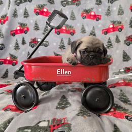 Ellen - Fawn female Pug puppy in Greenville, North Carolina from Happy Pugs & Huskies