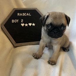 Boy 2 - Fawn male Pug puppy in Norborne, Missouri from Pug Palace