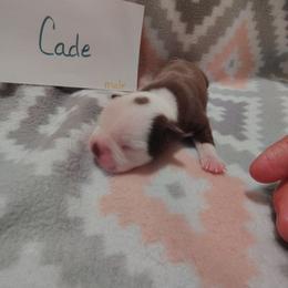 Cade - Red male Boston Terrier puppy in Headland, Alabama from Crystal Carlisle's Boston Terriers