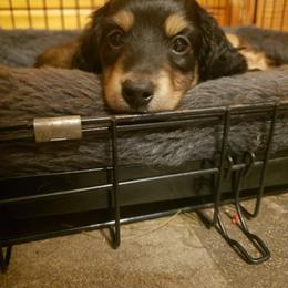 Dachshund Puppies from Mel's LowRider Ranch