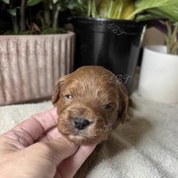 Grace - Red female Cavapoo puppy in Oklahoma from Rocky Oak Cavaliers & Biewer Terriers LLC