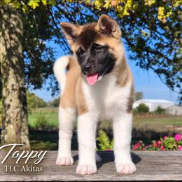 Toppy - Red female Akita puppy in Chillicothe, Missouri from TLC Akitas