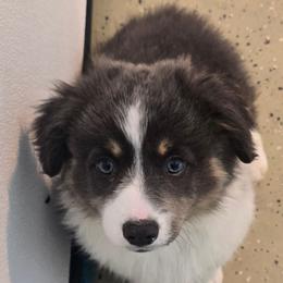 ASPEN-FLUFFY TAIL DOCKED - Blue male Pembroke Welsh Corgi puppy in Walker, Iowa from Double K Corgis