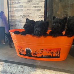 Scottish Terrier Puppies from HeavenlyScots