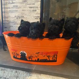 Scottish Terrier Puppies from HeavenlyScots