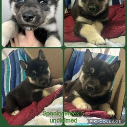 Spooky - Black tan and white female Siberian Husky puppy in Canton, Ohio from Bleu Skies Siberian Huskies