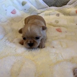 Female 3 - White female Shih Tzu puppy in Success, Missouri from Sweet Success