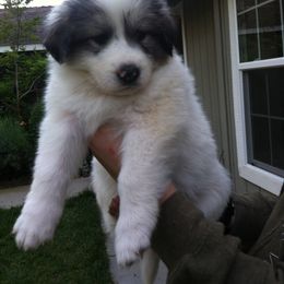 Great Pyrenees Puppies from Heritage Mountain Ranch