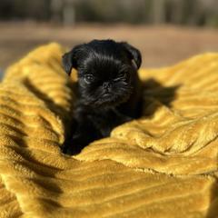 Brussels Griffon puppies from Lavish Griffons