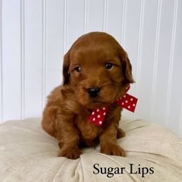 Bernedoodle, Cavapoo, Goldendoodle, and Poodle Puppies from Gypsi Doodles & Poodles