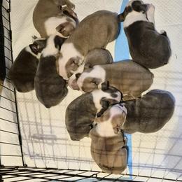 Boston Terrier Puppies from Celtic Kennel Bostons