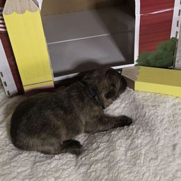 Mr Black - Black brindle male Cairn Terrier puppy in Savannah, Missouri from WoodSchott Cairn Terriers