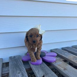 Lisa - Red  female Goldendoodle puppy in Mint Hill, North Carolina from DoodleForever
