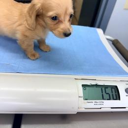 Nana - Cream female Dachshund puppy in Lexington, Oklahoma from BooneDox Miniature Dachshunds