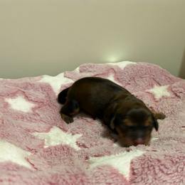 Flora - Red female Dachshund puppy in Miami, Florida from Haus Ernand Dachshunds