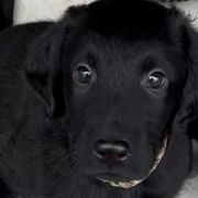 Boy 3 - Black Flat-Coated Retriever puppy in Pennsylvania from Iconic Flat Coated Retrievers
