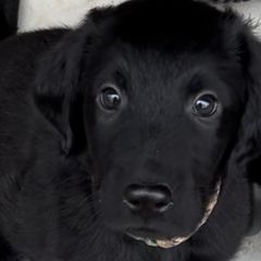 Boy 3 - Black Flat-Coated Retriever puppy in Pennsylvania from Iconic Flat Coated Retrievers