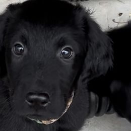 Boy 3 - Black Flat-Coated Retriever puppy in Pennsylvania from Iconic Flat Coated Retrievers