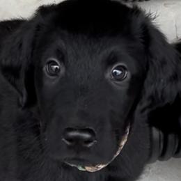 Boy 3 - Black Flat-Coated Retriever puppy in Pennsylvania from Iconic Flat Coated Retrievers