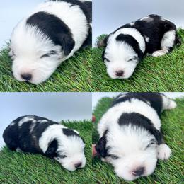 Blue Merle male 2 - Blue merle male Miniature Australian Shepherd puppy in Brooker, Florida from Honey, I Shrunk the Aussies