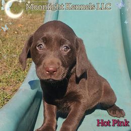 Hot Pink - Chocolate female Labrador Retriever puppy in Elloree, South Carolina from Moonlight Kennels LLC