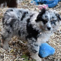 Hollis - Blue merle female Miniature Australian Shepherd puppy in Patterson, North Carolina from DreamLine Aussies