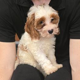 Boy 6 - White male Cavapoo puppy in Knoxville, Tennessee from Shannan's Cavapoos
