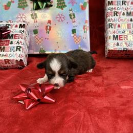 Hope- fluffy coat - Liver and white female American Corgi puppy in Waskom, Texas from Piney Woods Corgis