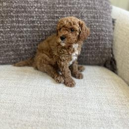 Cavapoo Puppies from cavapoo idaho