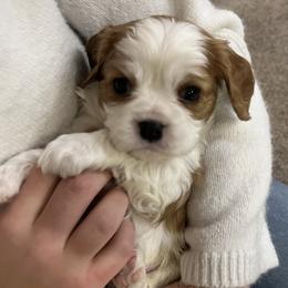 Oswald - Blenheim male Cavalier King Charles Spaniel puppy in Hixson, Tennessee from Erickson Cavaliers