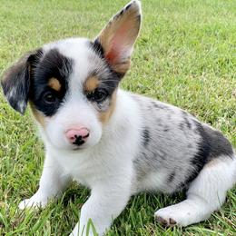 American Corgis and Pembroke Welsh Corgis from Arrow J Corgi Company