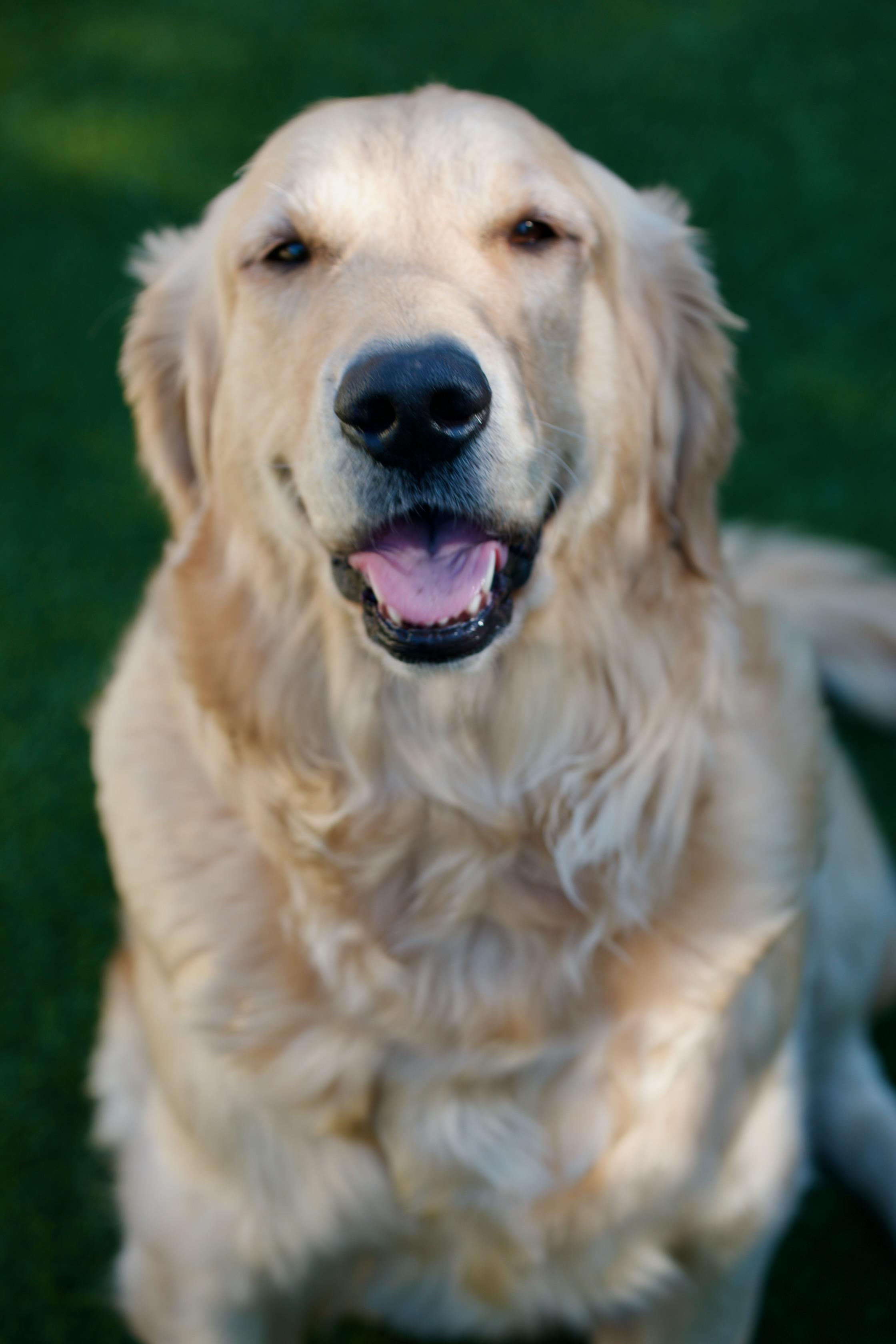 Sadie