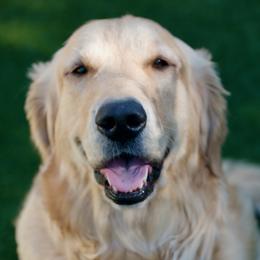 Sadie - Golden Retriever