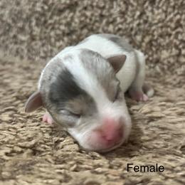 Daisy - Tri-color female Jack Russell Terrier puppy in Copperhill, Tennessee from Tuff Country Farm